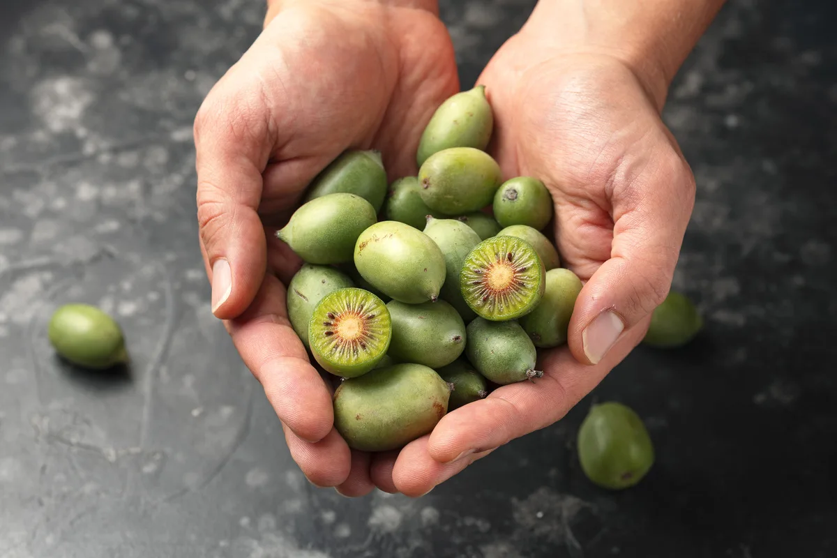 Deze kleine kiwi eet je met schil en al, maar hij ligt slechts kort in de winkel