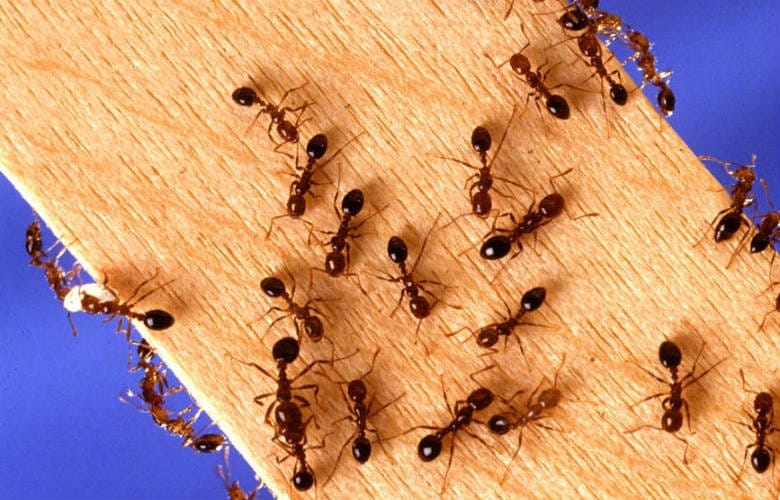 4 απλά κόλπα που θα σας βοηθήσουν να απαλλαγείτε από τα μυρμήγκια