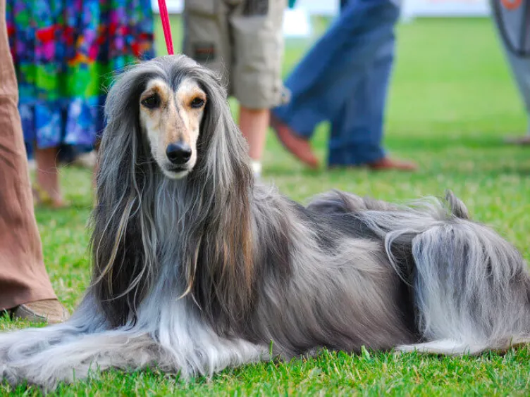 Το σωστό δέντρο: 49 βασικές πληροφορίες για τον μελλοντικό γούνινο φίλο σας