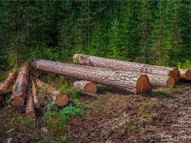 Αρκούδα χαιρετά την οικογένεια κάθε πρωί - Μια μέρα ο μπαμπάς κάνει μια σοκαριστική ανακάλυψη
