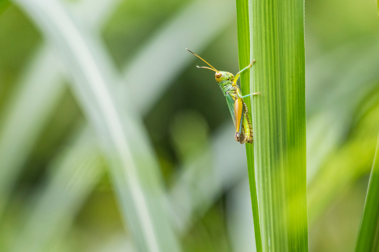Voici pourquoi vous devriez ajouter des insectes à votre régime alimentaire