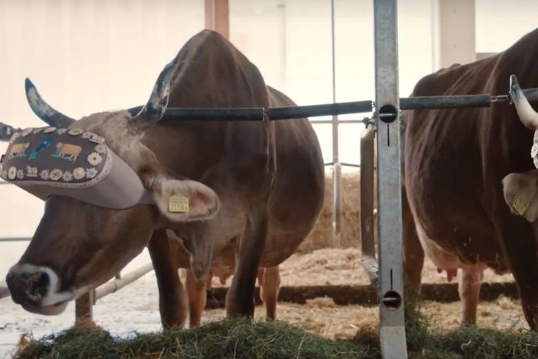 Les vaches russes portent des casques de réalité virtuelle pour réduire leur stress