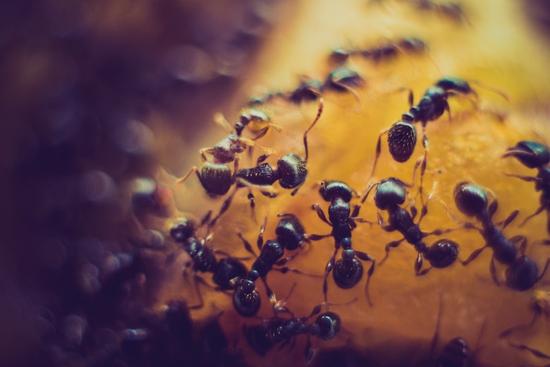 Beurk, des fourmis à la maison ! Grâce à CE remède naturel vous ne les reverrez plus jamais !