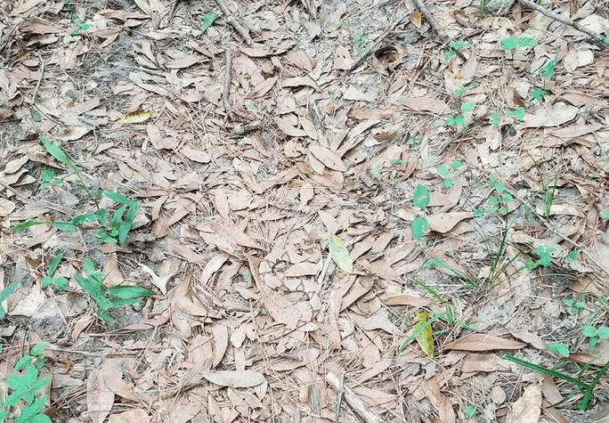 Arriverez-vous à voir le serpent super bien camouflé sur cette photo ?