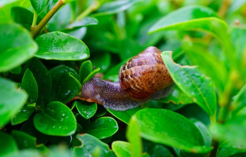 Des escargots dans votre jardin ? Cette astuce respectueuse de l’environnement les fera fuir en un rien de temps !
