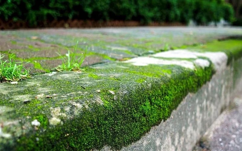 Empêcher les mauvaises herbes de pousser ? Avec cette astuce, ce ne sera pas long ! Super pratique !