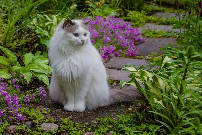 Vous avez toujours les chats des voisins dans votre jardin ? Avec cette astuce, ils ne viendront plus!