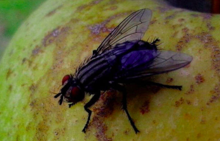 Vous avez des mouches dans votre maison ? De cette façon, vous pouvez rapidement les chasser