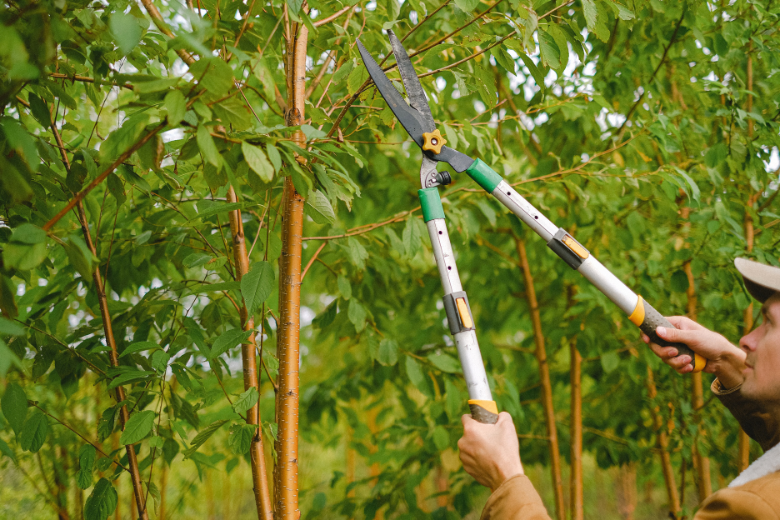 Tailler votre jardin en hiver ? Voici comment faire