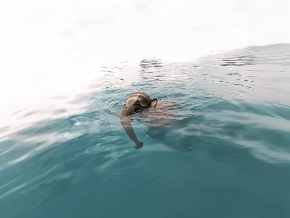 Images trouvées : Un marin se retrouve face à face avec une créature géante sous l'eau
