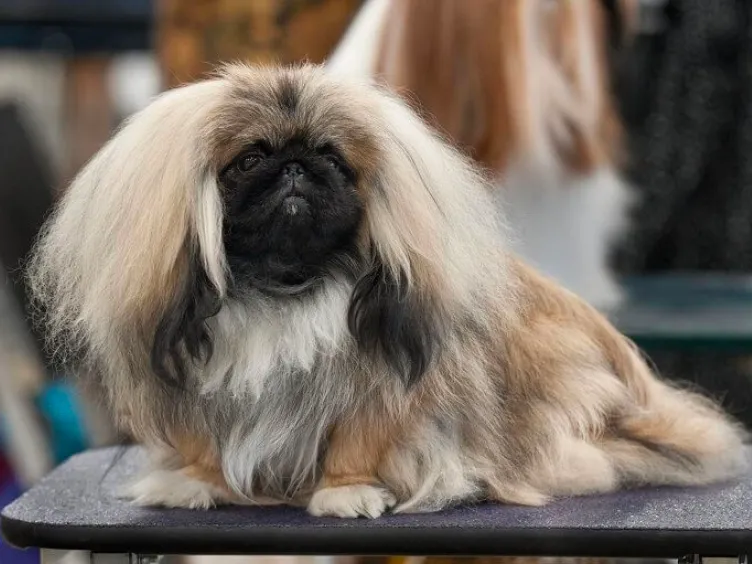 Barking Up the Right Tree: 49 Essential Insights into Your Future Furry Friend