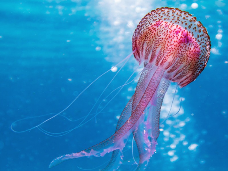 These Are The 8 Most Dangerous Animals On Earth