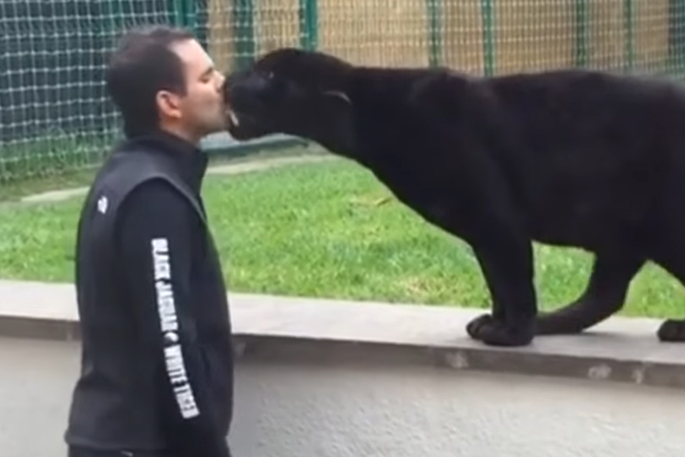 Man Doesn’t Notice Black Panther Sneaking Up On Him From Behind Until It Is Too Late