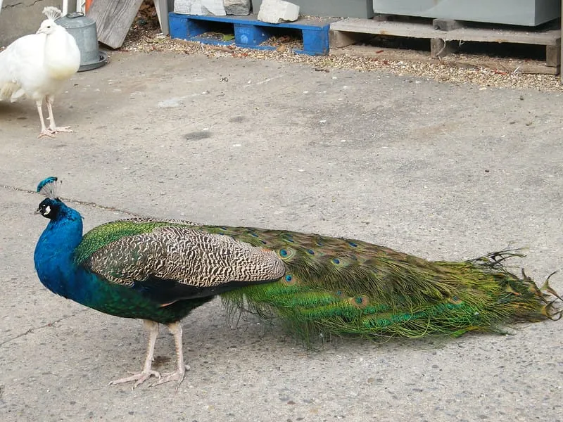 Farmer's Shocking Discovery: Mysterious Eggs Hatch into Jaw-Dropping Wonders!