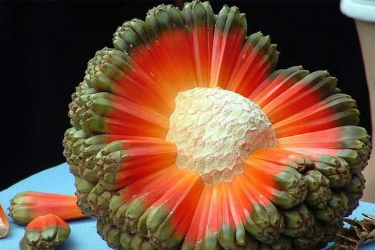 20 Fruits You May Never Have Heard Of