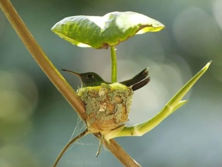 Hold onto Your Laughter - 40 Funny Moments With Adorable Animals