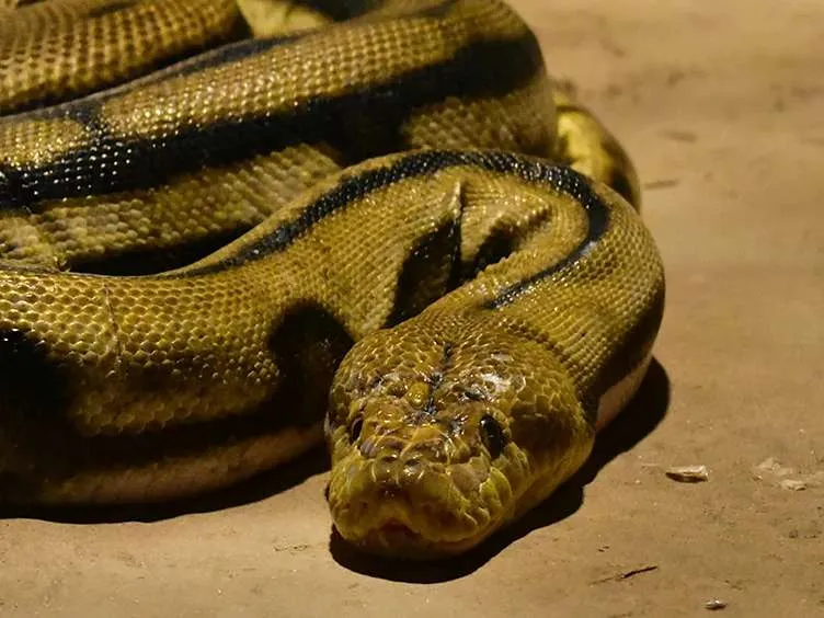 These Workers Found A Giant Snake - You Won't Believe What They Found Inside!