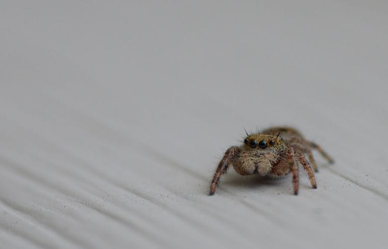 Get rid of spiders by putting this plant in your home