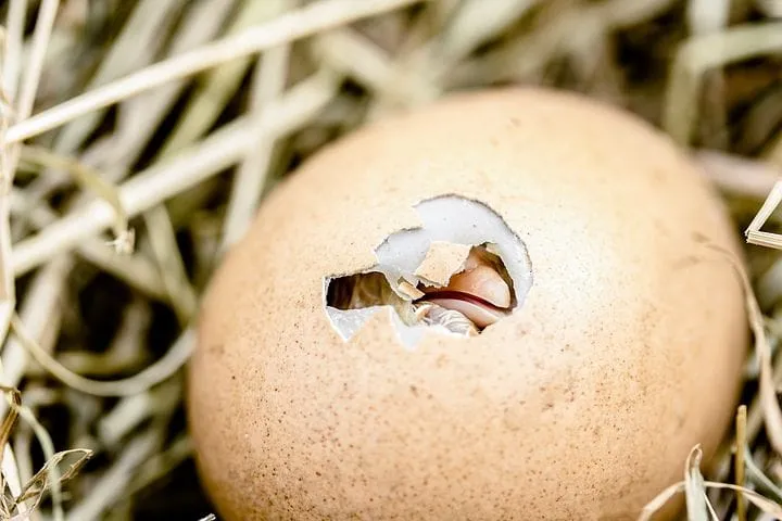 Farmer's Shocking Discovery: Mysterious Eggs Hatch into Jaw-Dropping Wonders!