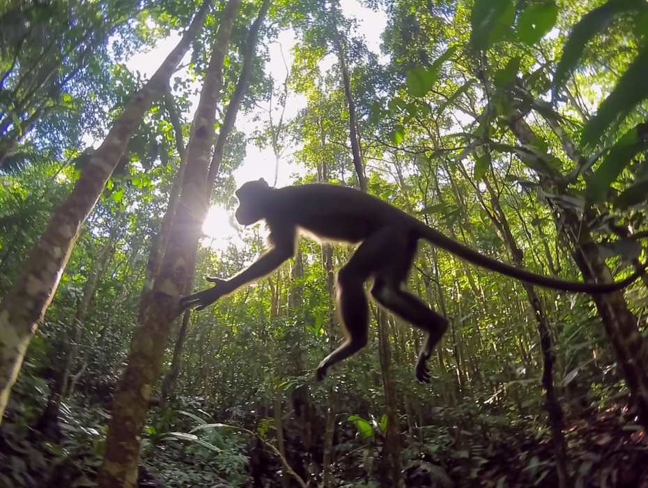 Elephant Seeks Help from Photographer – The Unbelievable Truth Revealed