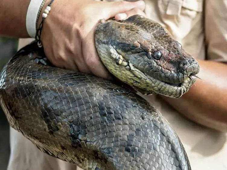 These Workers Found A Giant Snake - You Won't Believe What They Found Inside!