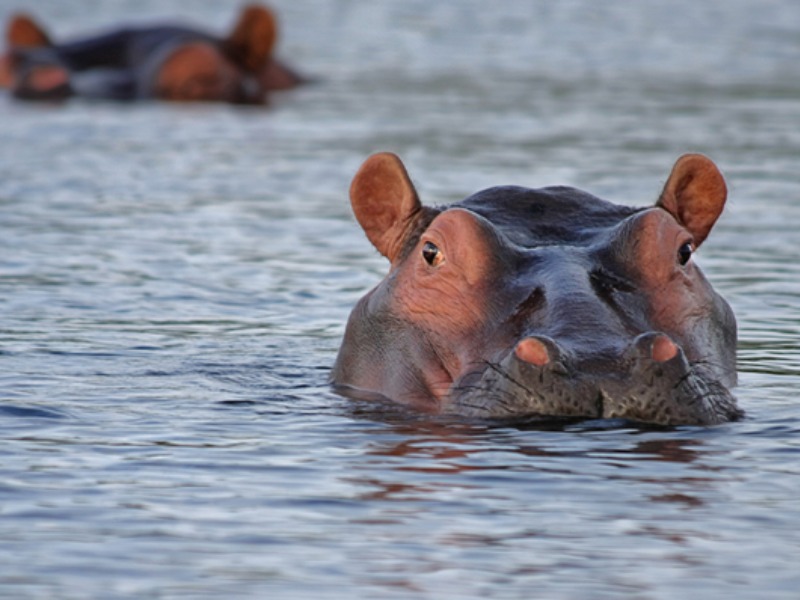 These Are The 8 Most Dangerous Animals On Earth