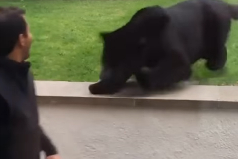 Man Doesn’t Notice Black Panther Sneaking Up On Him From Behind Until It Is Too Late