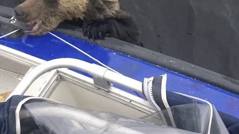 Mother bear leaves exhausted cubs to drown; luckily these fishermen were around