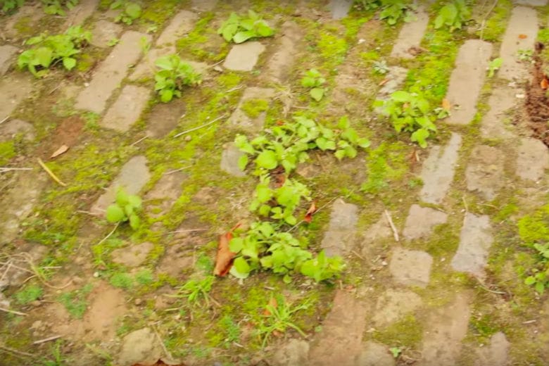 These are 5 easy and natural tricks to help you get rid of the weeds in your garden!