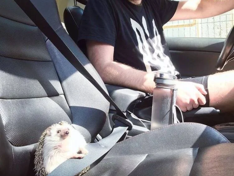 Hold onto Your Laughter - 40 Funny Moments With Adorable Animals