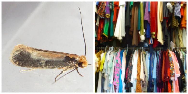 Got moths in your pantry or wardrobe? Here's an easy way to get rid of them