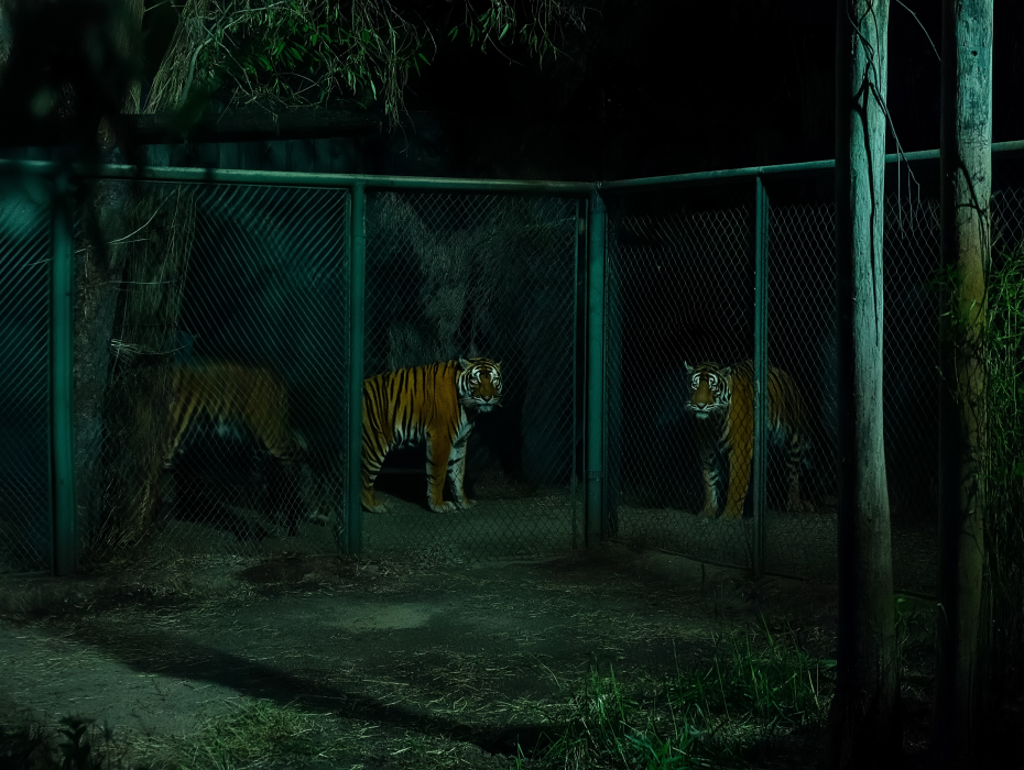 Dog Raises 3 Tiger Cubs – Years Later, Zookeeper Bursts Into Tears When Tiger Does The Unexpected