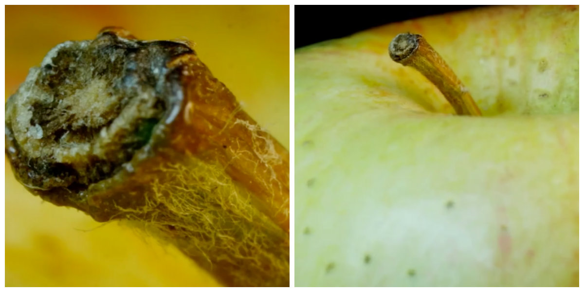 The internet is obsessing over this picture, can you tell what this is supposed to be?