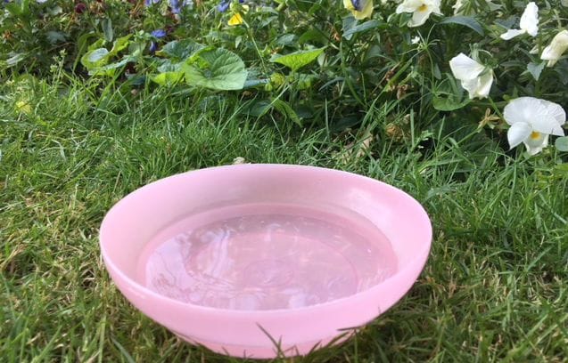 This is why you should always place a bowl of water in the garden at the moment