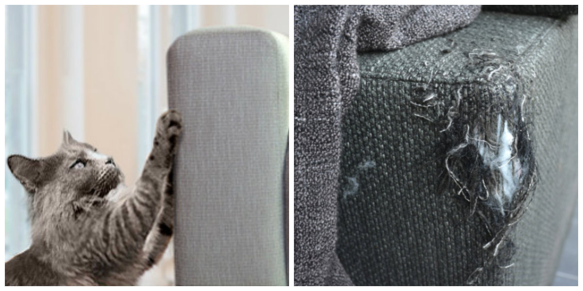 Does your cat always scratch your sofa? THIS is how you make sure he won't anymore!