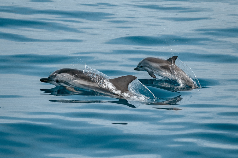 Dolphins spotted in New York's Bronx River for first time in 5 years