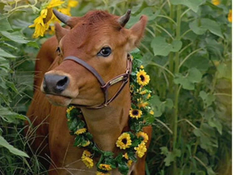 Hold onto Your Laughter - 40 Funny Moments With Adorable Animals