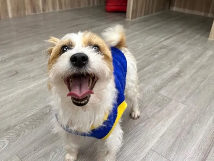 What's Your Dog Really Saying? Uncover 43+ Tips to Crack the Canine Code!