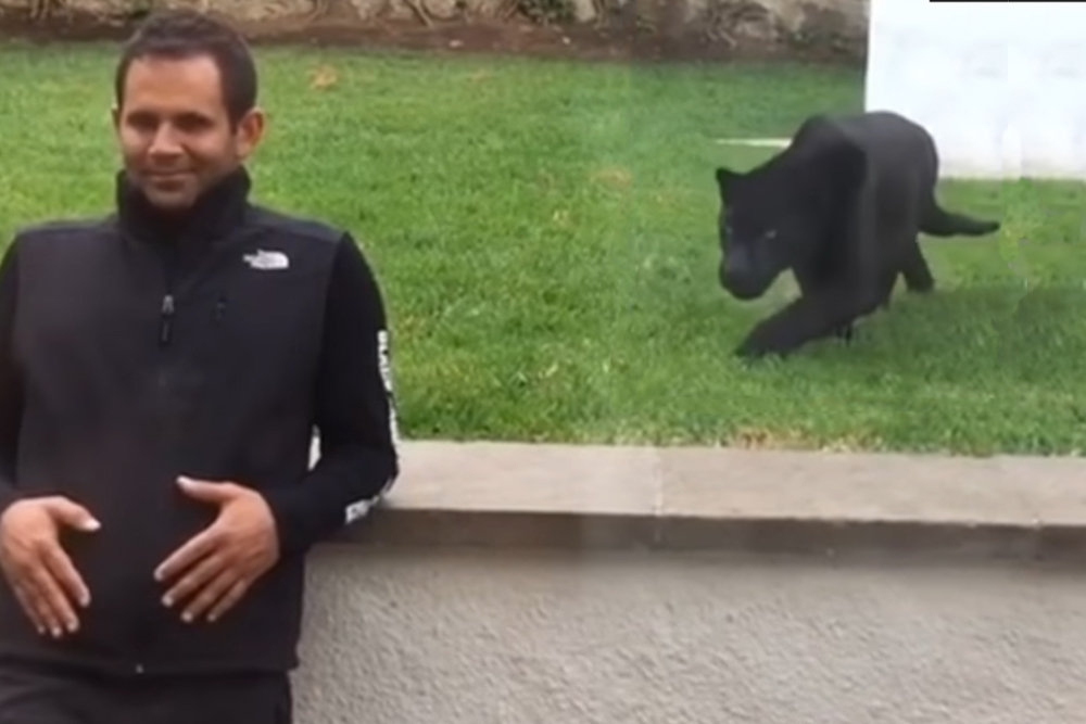 Man Doesn’t Notice Black Panther Sneaking Up On Him From Behind Until It Is Too Late