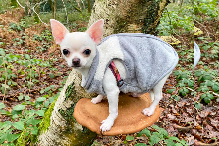 Here are 10 pictures of dogs on mushrooms