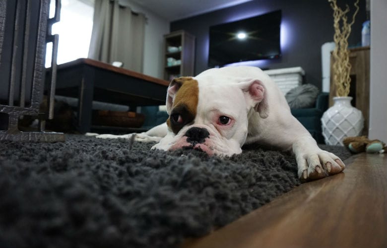 4 tips to keep your carpets looking clean and new