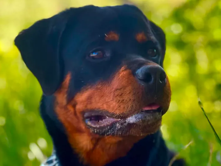 Barking Up the Right Tree: 49 Essential Insights into Your Future Furry Friend