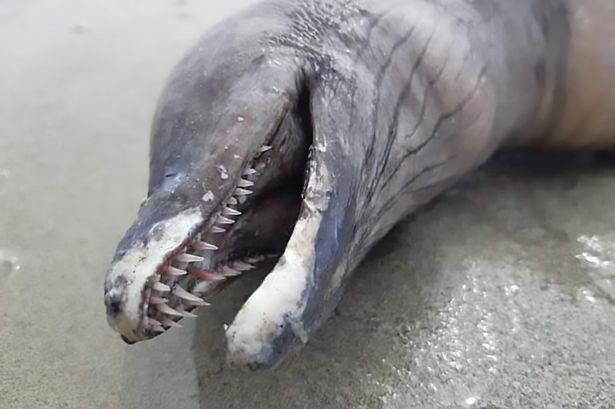 This dolphin was acting strangely and then divers discovered why