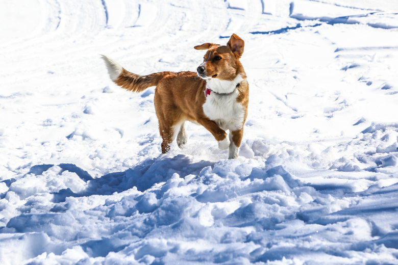 Explained: this is why your dog chases his tail