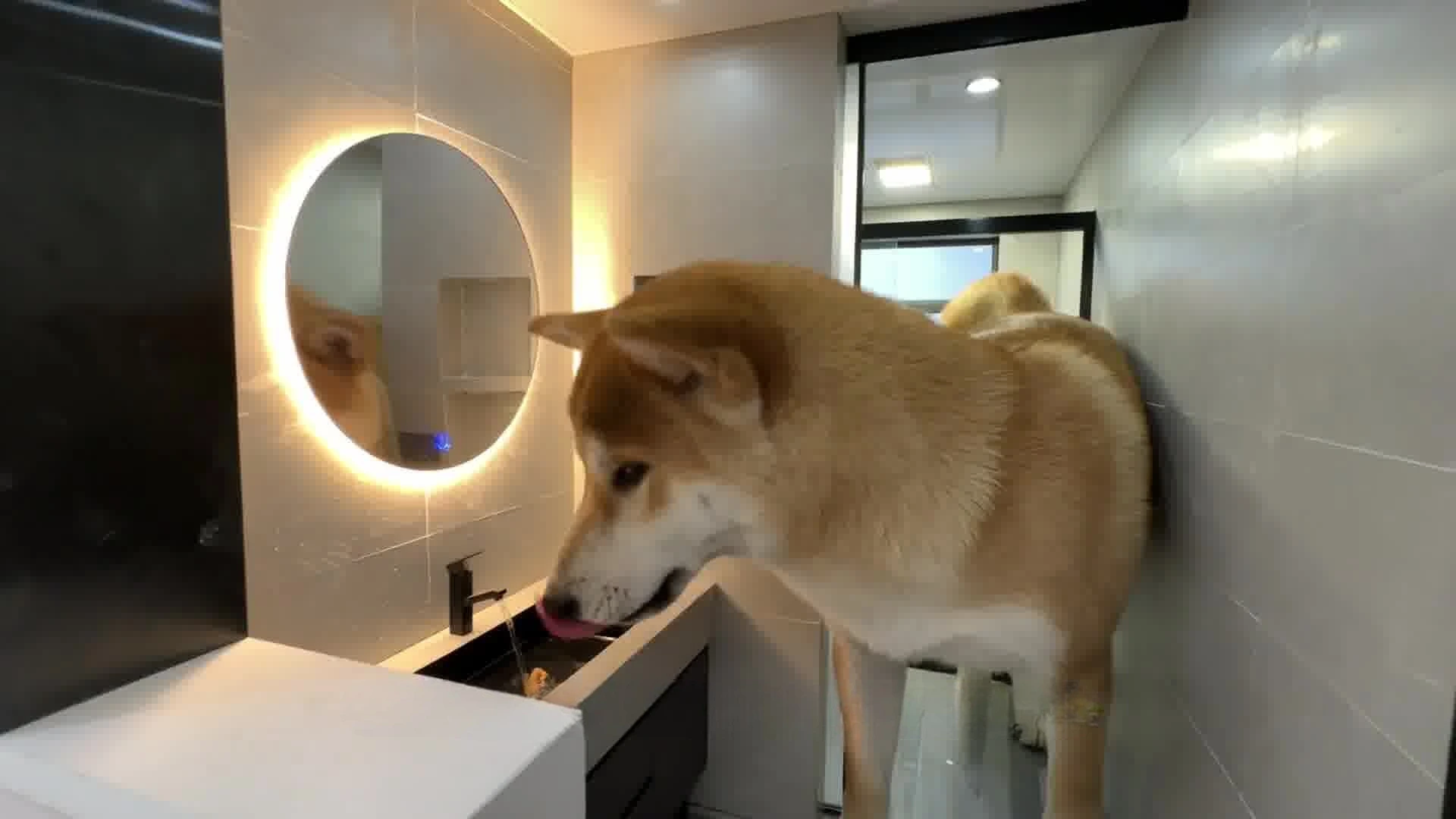 This is a next-level dog house!