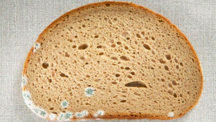 This is why you should never pick mould off your bread!