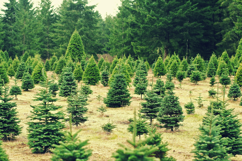 Christmas trees protect towns in England from massive floods