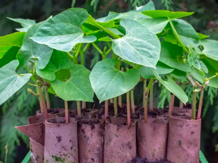 Simple Spring Hacks For The Garden Of Your Dreams. Practically For Free!