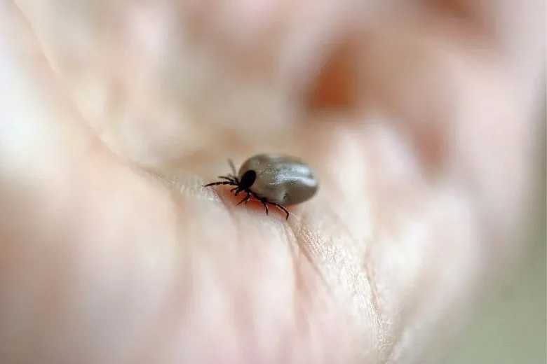 This is how you remove ticks safely!