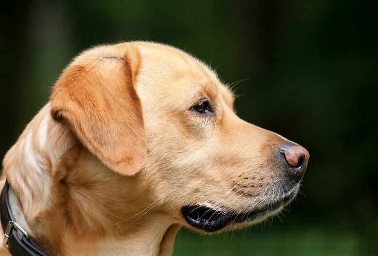 Pay attention dog owners: snails can make your pet very ill